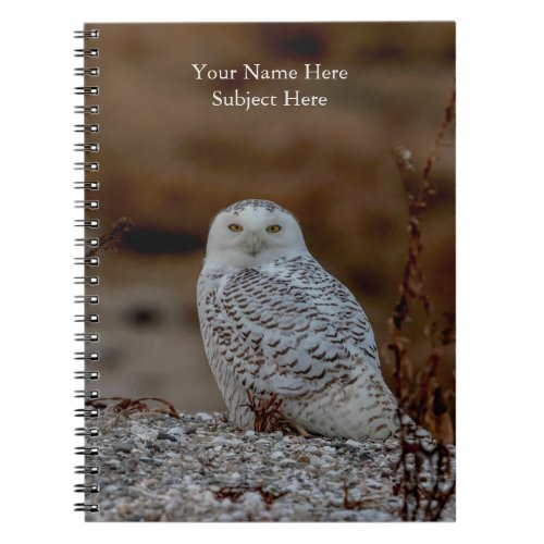 Snowy owl sitting on a rock notebook