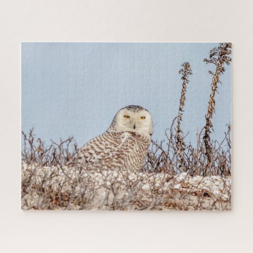 Snowy owl sitting on the beach jigsaw puzzle
