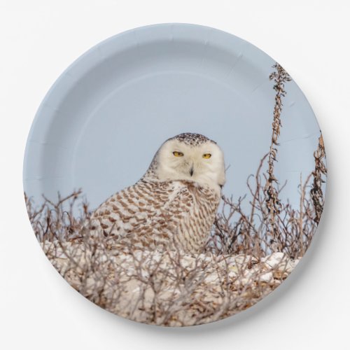 Snowy owl sitting on the beach paper plates