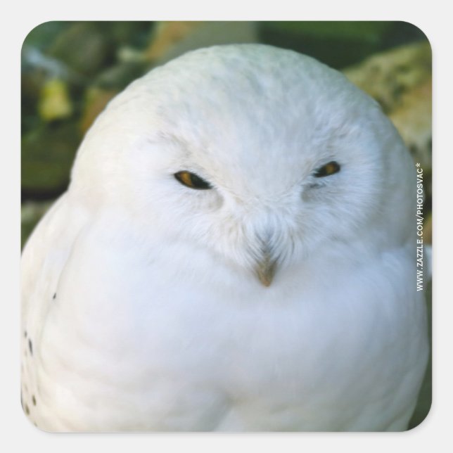Snowy Owl Square Sticker (Front)