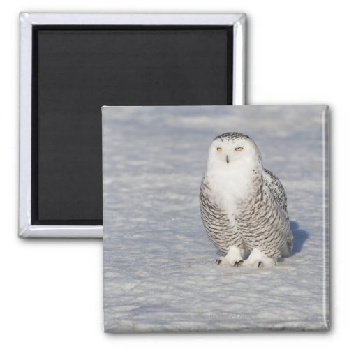 Snowy owl standing near water creating a magnet
