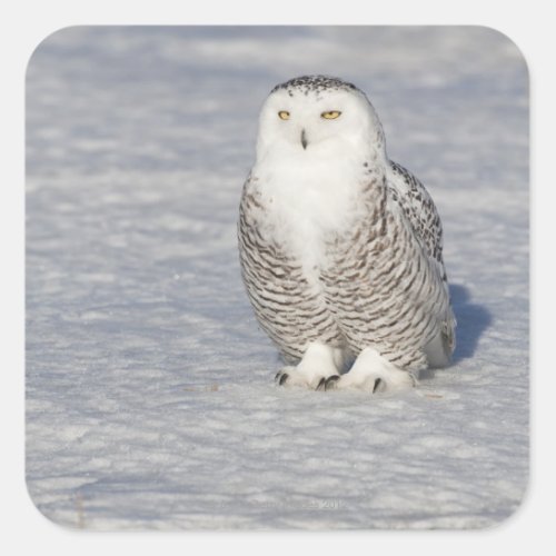 Snowy owl standing near water creating a square sticker