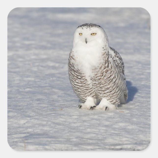 Snowy owl standing near water creating a square sticker (Front)