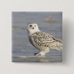 Snowy owl standing on ice, a mouse's tail button