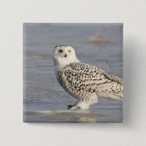 Snowy owl standing on ice a mouses tail button