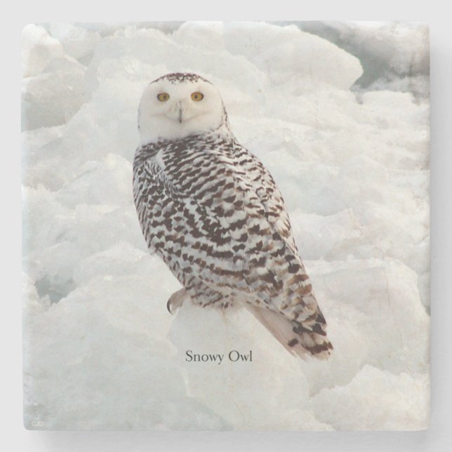 Snowy Owl stone coaster (Front)
