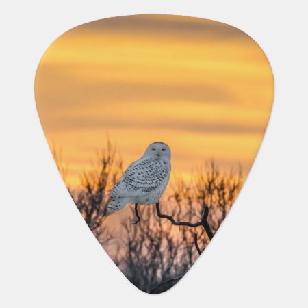 Snowy Owl Sunset Guitar Pick