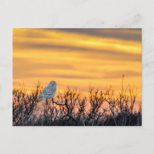 Snowy Owl Sunset Postcard