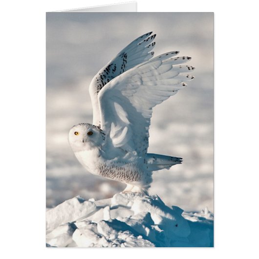 Snowy Owl taking off from snow Cards (Front)