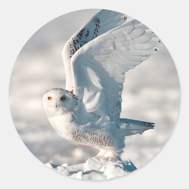 Snowy Owl taking off from snow Classic Round Sticker (Front)