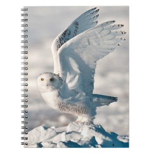Snowy Owl taking off from snow Notebook
