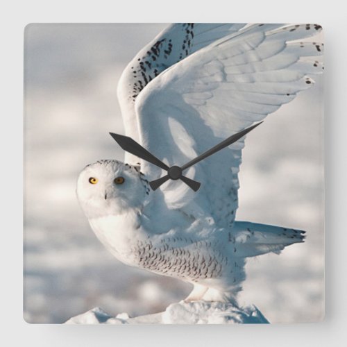 Snowy Owl taking off from snow Square Wall Clock