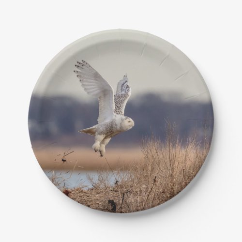 Snowy owl taking off paper plates