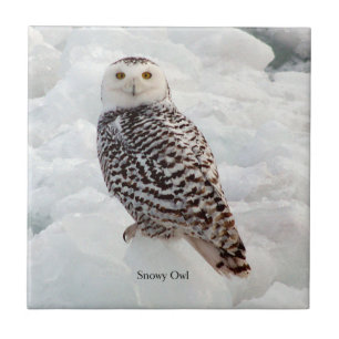 Snowy Owl tile