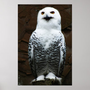 Snowy Owl wapcna Poster