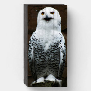 Snowy Owl wbs8x4cna Wooden Box Sign