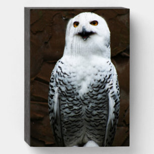 Snowy Owl wbs8x6m Wooden Box Sign