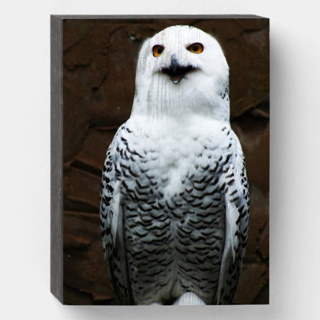 Snowy Owl wbs8x6m Wooden Box Sign (Front Vertical)