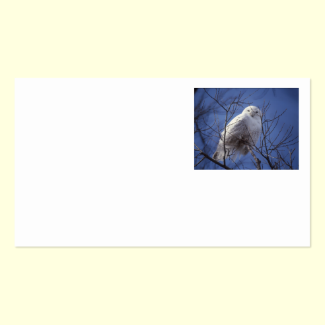 Snowy Owl - White Bird against a Sapphire Blue Sky Double-Sided Standard Business Cards (Pack Of 100)