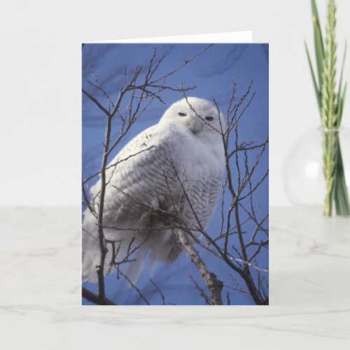 Snowy Owl - White Bird against a Sapphire Blue Sky Card