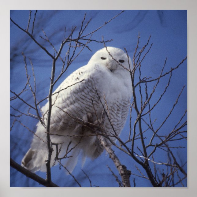 Snowy Owl - White Bird against a Sapphire Blue Sky Poster (Front)