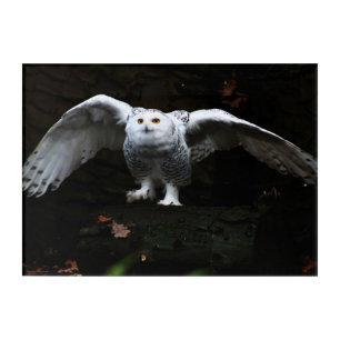 Snowy Owl With Open Wings 14x10 (35x25cm) waaa Acrylic Print