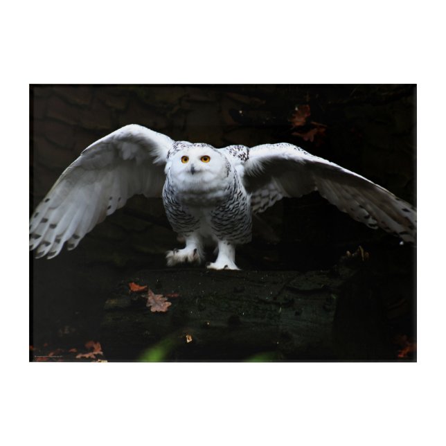 Snowy Owl With Open Wings 14x10 (35x25cm) waaa Acrylic Print (Front)