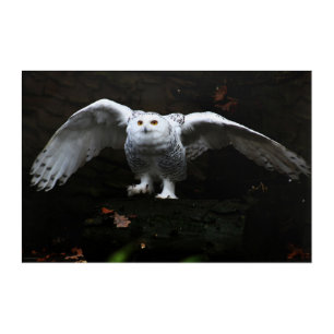 Snowy Owl With Open Wings 36x24 (90x60cm) waacna Acrylic Print