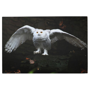 Snowy Owl With Open Wings 36x24 (90x60cm) wamecna Metal Print
