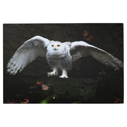 Snowy Owl With Open Wings 36x24 90x60cm wamecna Metal Print