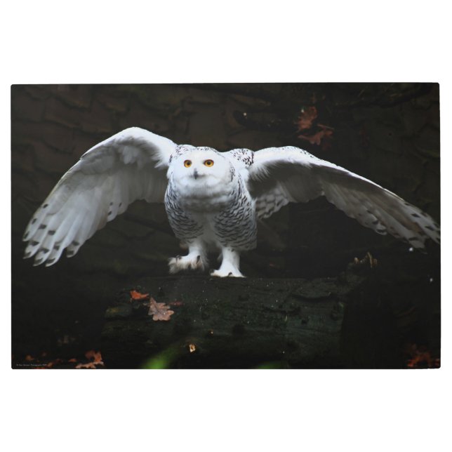 Snowy Owl With Open Wings 36x24 (90x60cm) wamecna Metal Print (Front)