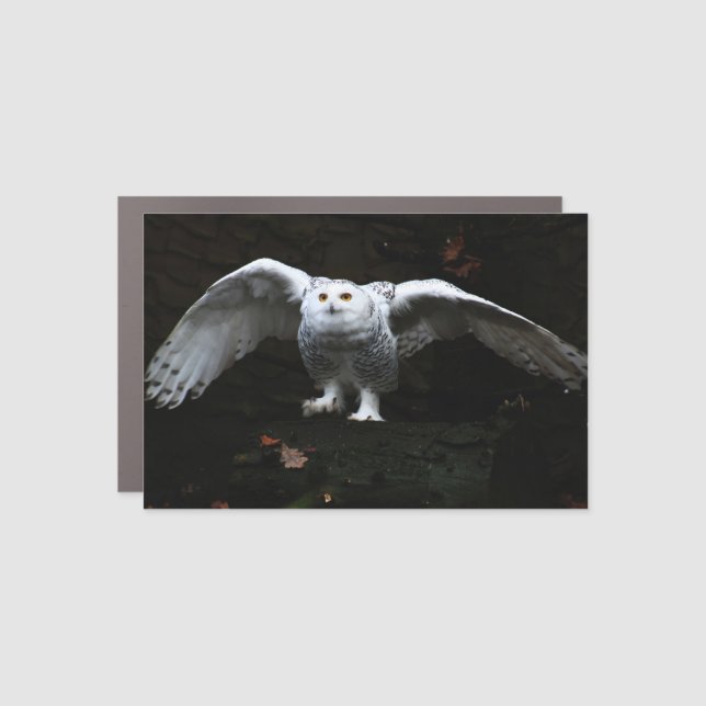 Snowy Owl With Open Wings cmcnm Car Magnet (Front)