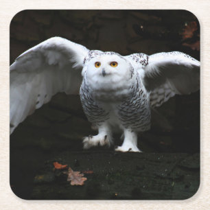 Snowy Owl With Open Wings coastercna Square Paper Coaster