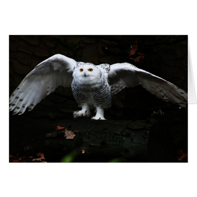 Snowy Owl With Open Wings gccna Cards (Front Horizontal)