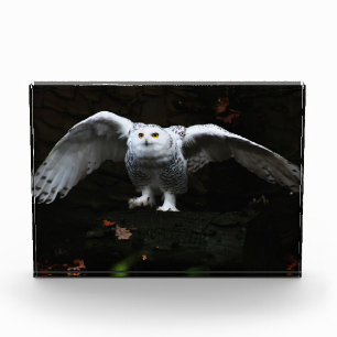 Snowy Owl With Open Wings pbcna Photo Block