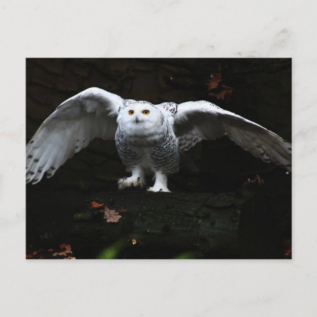Snowy Owl With Open Wings pccna Postcard (Front)