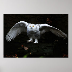 Snowy Owl With Open Wings wapcna Poster