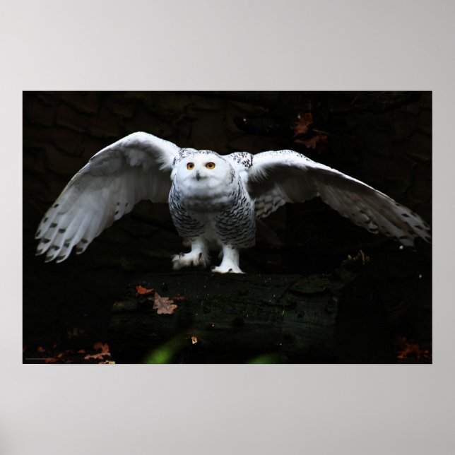 Snowy Owl With Open Wings wapcnm Poster (Front)