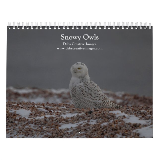 Snowy Owls of the Connecticut Shore 2026 Calendar (Cover)