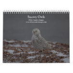Snowy Owls of the Connecticut Shore 2026 Calendar