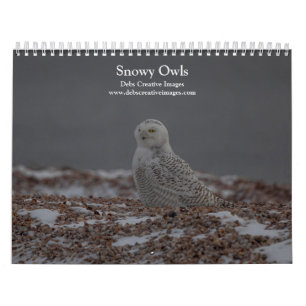 Snowy Owls of the Connecticut Shore 2026 Calendar