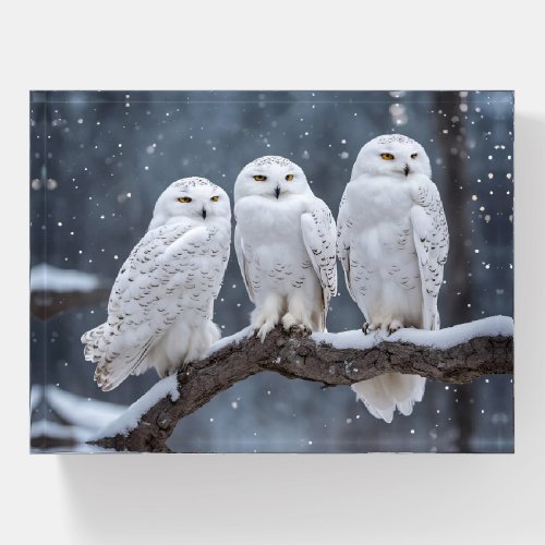 Snowy Owls On Tree Branch Paperweight