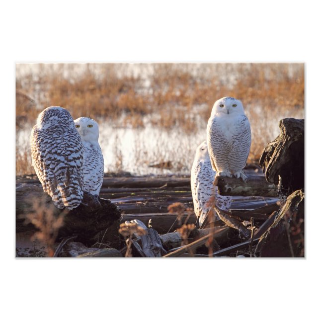 Snowy Owls Photo (Front)