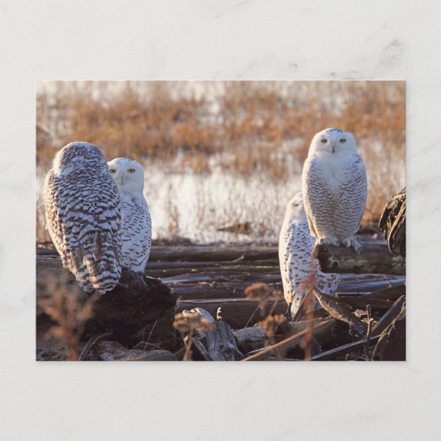 Snowy Owls Photo Postcard (Front)