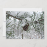 Snowy Pine Branch Winter Nature Photography