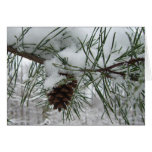 Snowy Pine Branch Winter Nature Photography