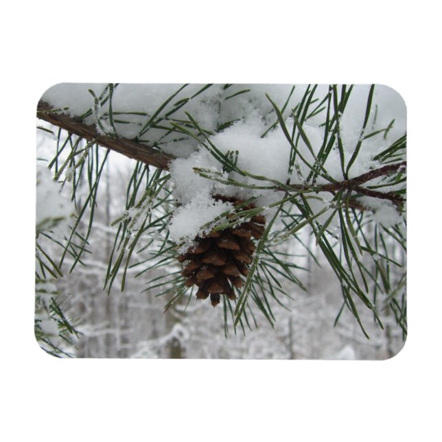 Snowy Pine Branch Winter Nature Photography Magnet (Horizontal)