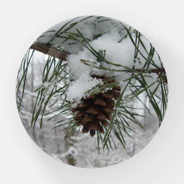 Snowy Pine Branch Winter Nature Photography Paperweight (Front)