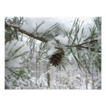 Snowy Pine Branch Winter Nature Photography Photo Print