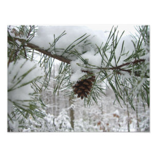 Snowy Pine Branch Winter Nature Photography Photo Print